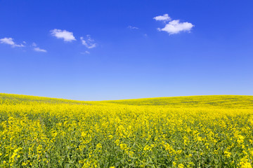 Blooming yellow field under blue sky in Poland