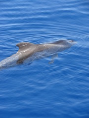 Fototapeta premium baleine tenerife