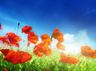 poppy flowers and sunny day