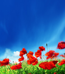 poppy flowers and sunny day
