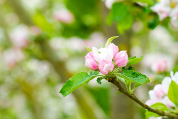 Prunus genus - Pink Cherry Blossom flower on a warm spring day