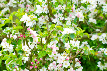 Prunus genus - Pink Cherry Blossom flower on a warm spring day