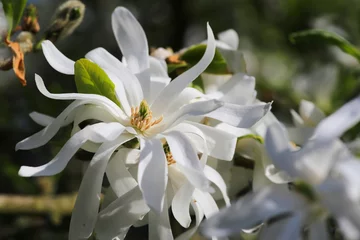 Fotobehang Magnolia Royal Star Magnolia bloem