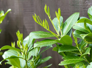Laurel bush hedge growing in a spring garden
