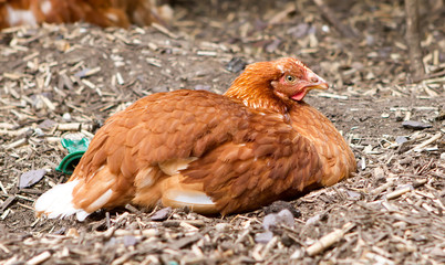 rhode island red hybrid chicken in the back garden