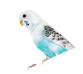 wavy parrot