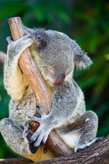 Sleeping Koala