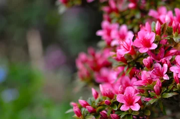 Fototapeten Azalee, die rosa und lila Frühlingsblumen blüht. Gartenarbeit © Altin Osmanaj