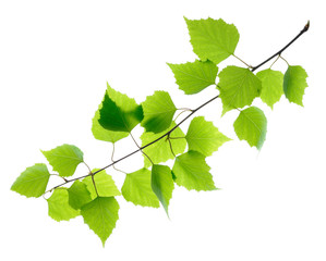 Obraz premium Zielonej brzozy liście odizolowywający