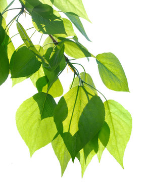 Green Poplar Leaves Isolated