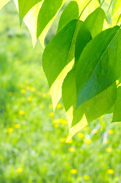 Green poplar leaves on defocused background