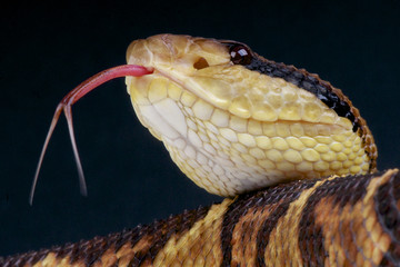 Bushmaster / Lachesis muta