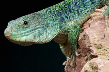 Ocellated lizard / Timon lepidus
