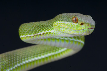 Chinese green tree viper / Trimeresurus stejnegeri