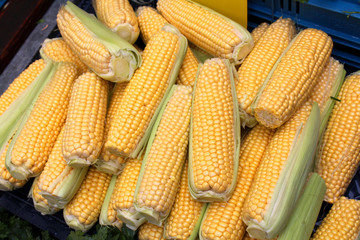 Fresh sweet corn in market