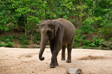 Asia elephant