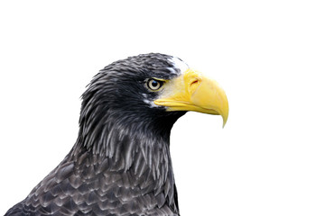 Obraz premium Bald Eagle