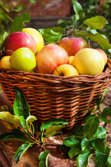 apples in the basket at the garden. Fresh apples in nature