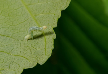 Spannerraupe am Abgrund...