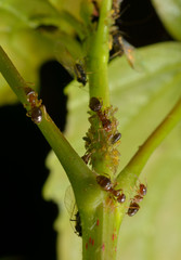 rote Gartenameisen melken Blattläuse