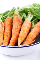 frisch geerntete Karotten