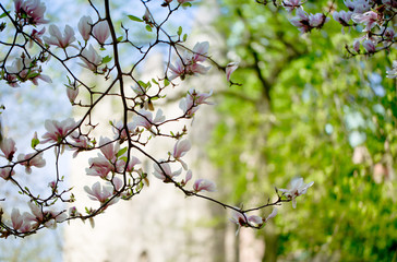 Magnolien