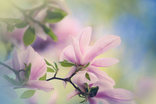 Fototapeta Magnolien