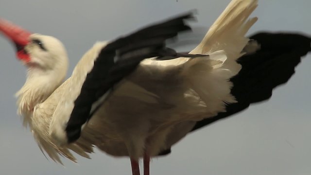 Klappernder Storch