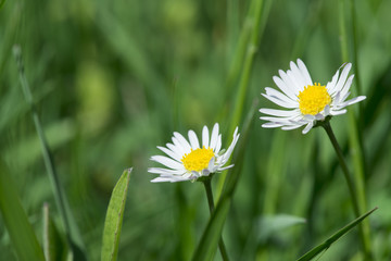 Spring flowers daisies