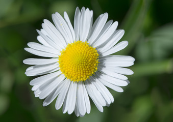 Obraz premium Spring flower daisies