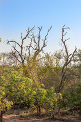 south african landscape in UAR, Kruger's park