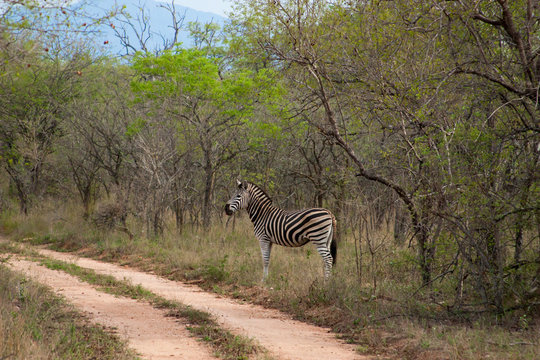 Fototapeta Wild striped zebra  in national Kruger Park in South Africa