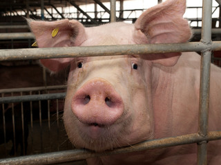 Pig in pigsty
