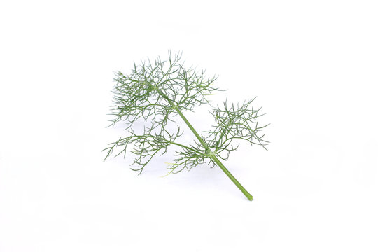 Fennel2
