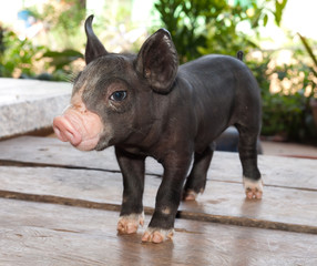 Black piglet,kurobuta