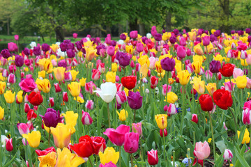 Amsterdam - Tulipes au Vondelpark 