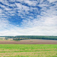 fields and blue sky