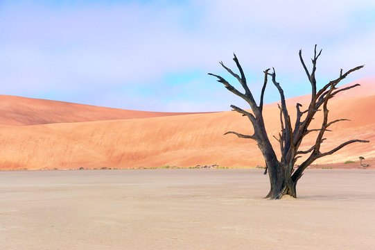 Dead Vlei, Sossusvlei, Namib desert, Namibia, Africa © Iuliia Sokolovska