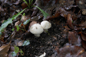 champignon