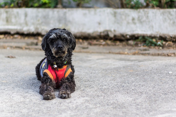 Black shaggy dog lying at the street, cross breed between a cock
