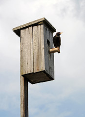 Starling with birdhouse