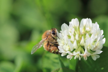 Bee which collects honey