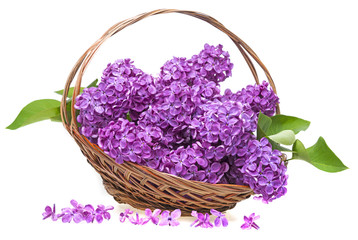 pink lilac in a basket isolated on a white background