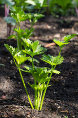 Fresh celery in the vegetable garden