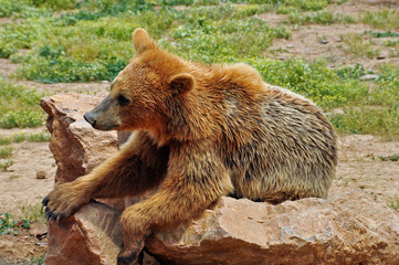 brown bear