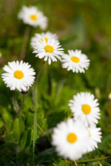White daisies in a green meadow