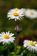 Fototapeta premium White daisies in a green meadow