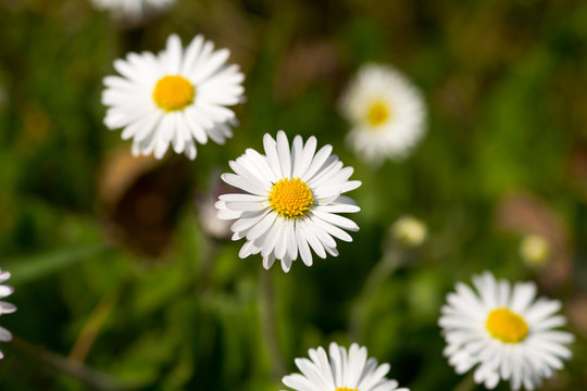 White daisies in a green meadow