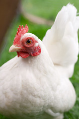 White hen