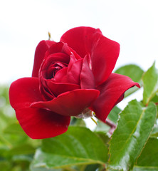 Rose on a background of green leaves